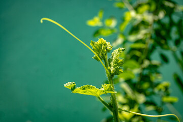 The shoots of melon plants, these plants have spreading roots and long stems. 