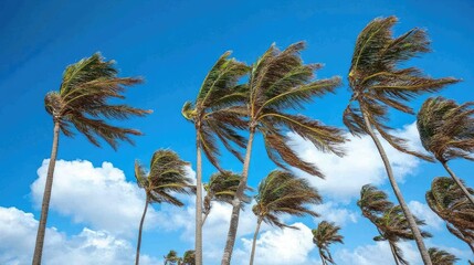 Obraz premium Windy tropical day with palm trees bending slightly in the strong breeze, under a sunny sky with a few clouds