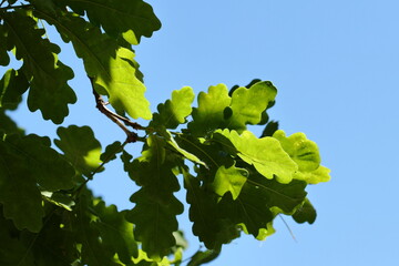 Green oak leaves with a blue sky in the background.