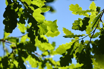Green oak leaves with a blue sky in the background.