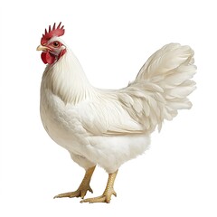 Fototapeta premium White Rooster Isolated on White Background.