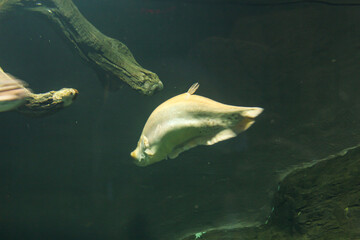 A sea creature in dark water.