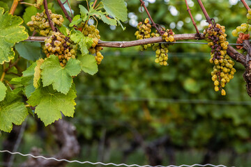 Grapevine with clusters of shriveled and ripening and dried grapes alongside green leaves. Branch...