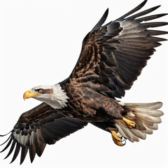 Obraz premium A bald eagle (haliaeetus leucocephalus) is flying on white background. Suitable for marketing or business purposes