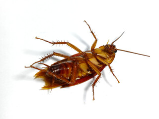 Dead cockroach lying on its back isolated on white background