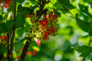 Red currant closeup