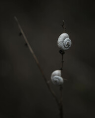 Dry snails, dry land