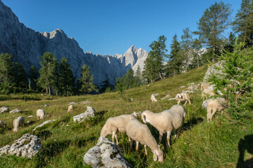 Obraz premium Mount Jalovec from Slemenova spica