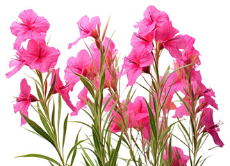 Obraz premium PNG Fireweed flower gladiolus blossom.