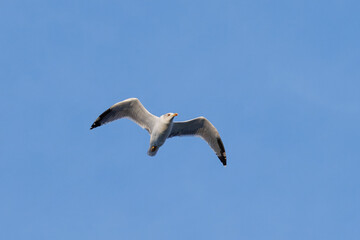 Gaivota-de-patas-amarelas ou gaivota-argêntea (Larus michahellis). Uma gaivota a voar com o ceu azul.