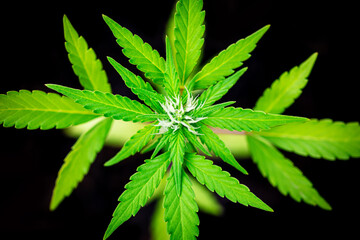 small hemp plant growing in a pot