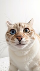 Generative AI, British Shorthair cat with heterochromatic eyes