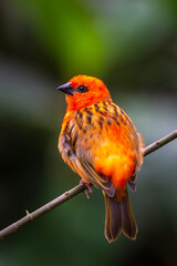 Cute red fody relaxing on the branch