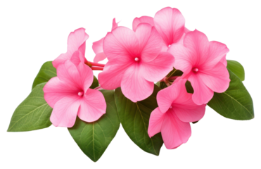 PNG Blossom flower petal plant.