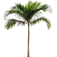 Lush tropical palm tree with vibrant green fronds and leaves thriving in an idyllic natural landscape setting  The towering palm stands tall