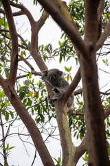 Koala Sitting Among Eucalyptus Trees in Australia