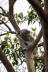 Koala Sitting on a Branch in a Natural Surrounding