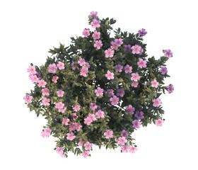 bush isolated on transparent background. Single Tropical plant fence bush. green shrub tree...