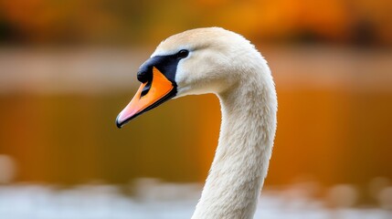 Obraz premium Close up photo of young grey swan at autumn nature lake with fallen leaves in sunny day nature
