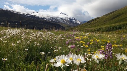Field of wildflowers with snow-capped mountains in the background