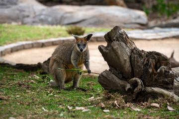 Obraz premium Cute kangaroo nibbling on grass near a log