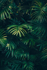 A closeup of leaves creates an atmosphere of mystery and intrigue in a dark green palm tree forest.