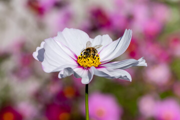 Obraz premium Macro of a honey bee apis mellifera on a white cosmos blossom with blurred bokeh background