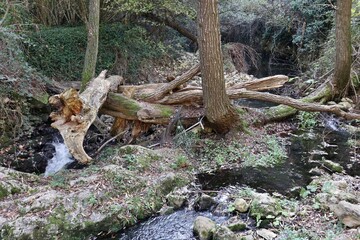 Carpinone - Tratto del Torrente Carpino al Parco delle Cascate