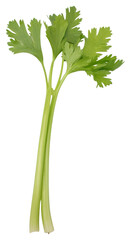 PNG Herbs parsley plant white background.