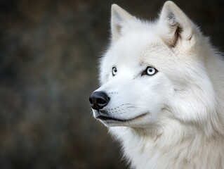 Fototapeta premium A close up of a white wolf with blue eyes