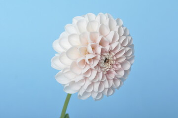 Dahlia pompom on blue background