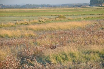Salt marshes of the bay of  Mont Saint Michel