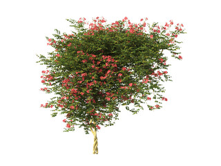 wall climber plants isolated on transparent background. Plants ivy bush png. ivy plant transparent....