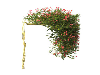 wall climber plants isolated on transparent background. Plants ivy bush png. ivy plant transparent. ivy wall isolated. climbing plant isolated on transparent background. Green leaves with flowers png.