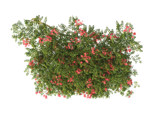 wall climber plants isolated on transparent background. Plants ivy bush transparent. ivy plant isolated on transparent background. ivy wall isolated. climbing plant isolated on white background.