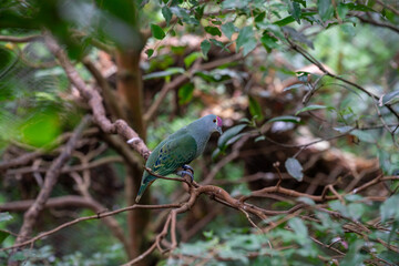 Vibrant Bird Perched in Lush Greenery