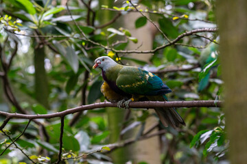 Obraz premium Colorful Bird Perched on Branch in Lush Greenery