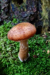 Close-Up of a Armillaria ostoyae dark hallimasch Mushroom on Moss