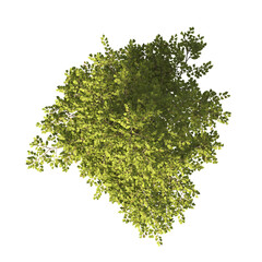 Tree isolated on transparent background. tree PNG. big old single tree with green leaves stands alone on transparent background. Top view of cutout tree PNG. used for design and advertising.