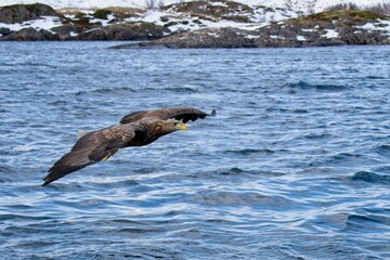 Fototapeta premium sea eagle in flight