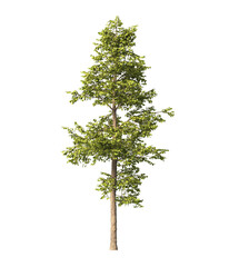 Obraz premium Tree isolated on transparent background. tree PNG. big old single tree with green leaves stands alone on transparent background. side view of cutout tree PNG. used for design and advertising.