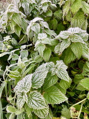  Close up of frosty nettle leaves