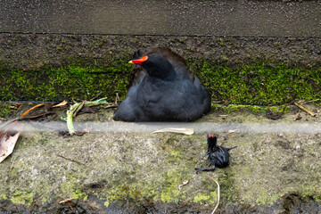 Black Bird with Red Beak Near Insect on Ground