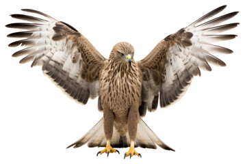 Obraz premium PNG Buzzard vulture animal bird.