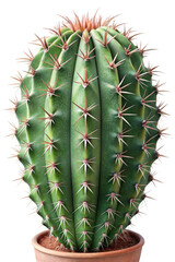 3D Green Cactus Plant Isolated on White or Transparent Background. Desert Plant
