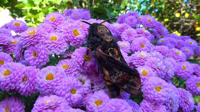 African death's-head hawkmoth Acherontia atropos - large rare hawk moth with poorly spread wings on flowers in the garden, southern Ukraine
