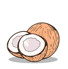 A Coconut Vector Illustration