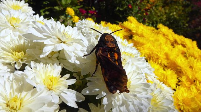 African death's-head hawkmoth Acherontia atropos - large rare hawk moth with poorly spread wings on flowers in the garden, southern Ukraine