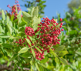 Fresh pink peppercorns on peruvian pepper tree branch. Blue sky at the background.