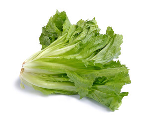 A fresh green head of endive on a white background.